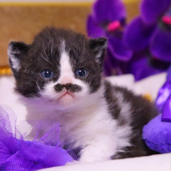 Selkirk Rex Derec