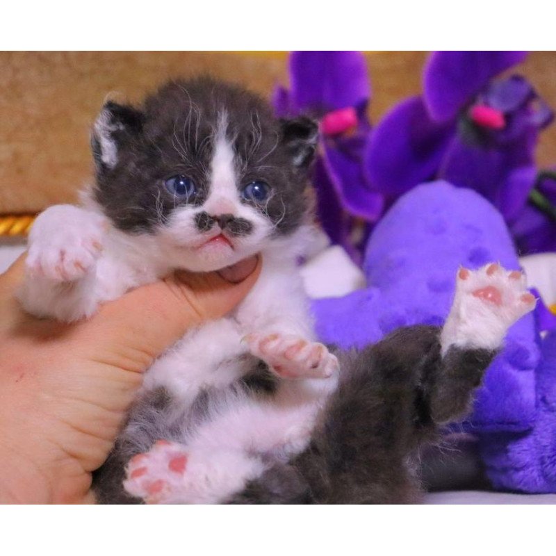 Selkirk Rex Derec