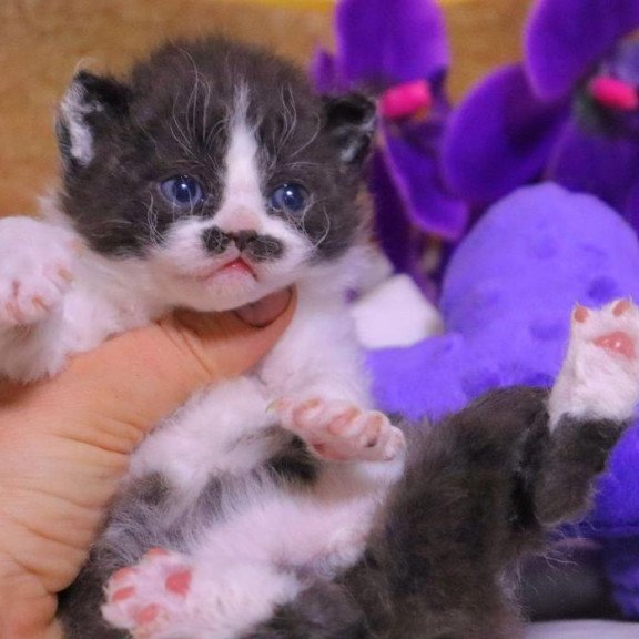 Selkirk Rex Derec