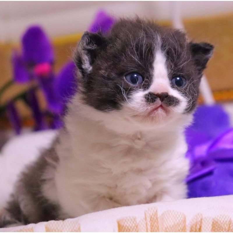 Selkirk Rex Derec