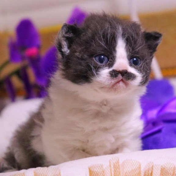 Selkirk Rex Derec