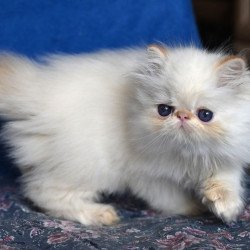 Persian Arash