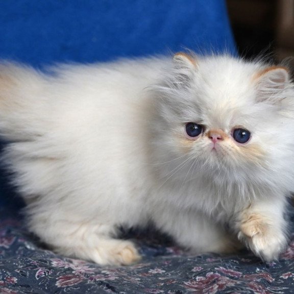 Persian Arash