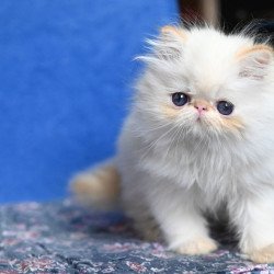 Persian Arash
