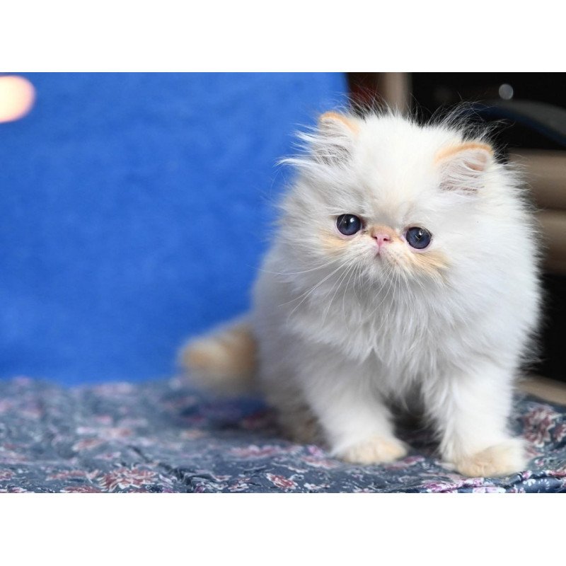 Persian Arash