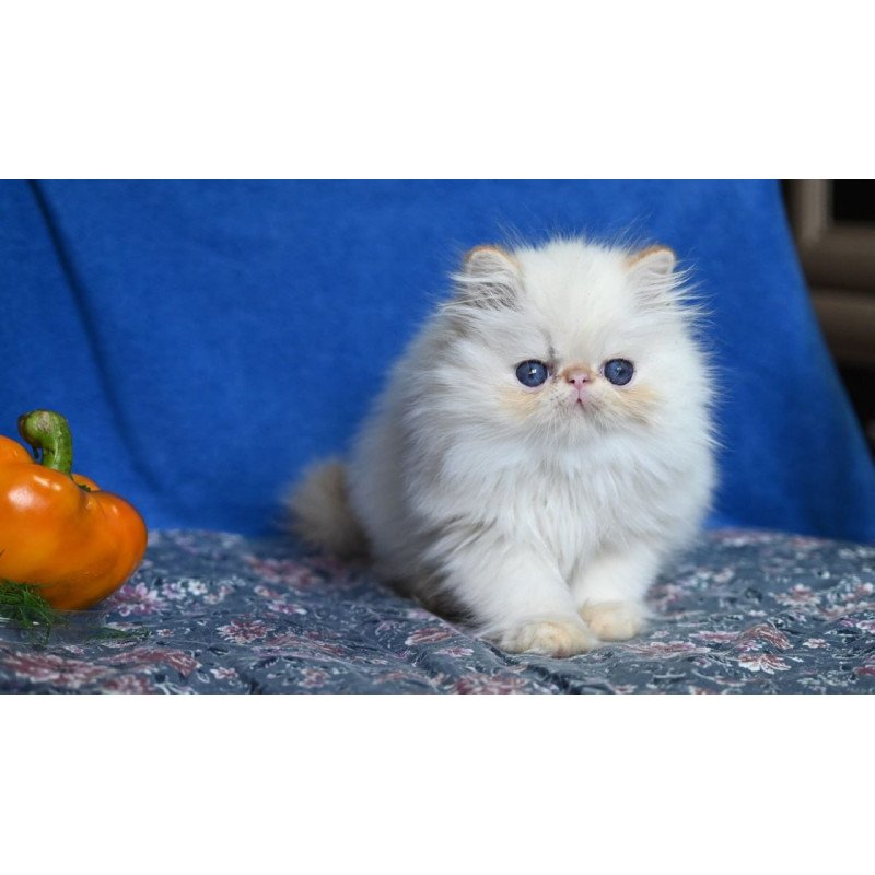 Persian Arash