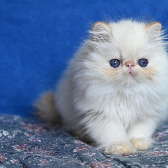 Persian Arash