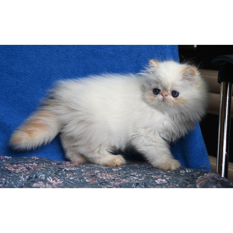 Persian Arash