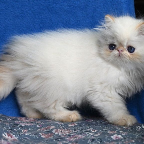 Persian Arash