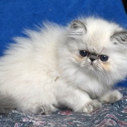 Persian Areta