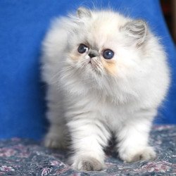 Persian Areta