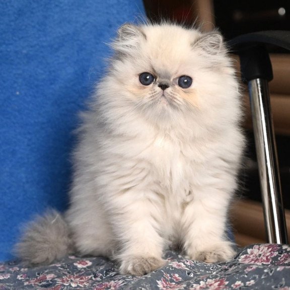 Persian Areta
