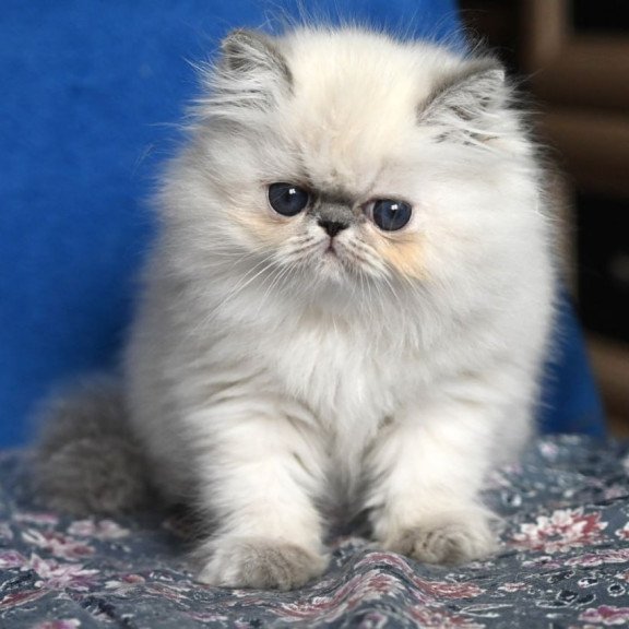 Persian Areta