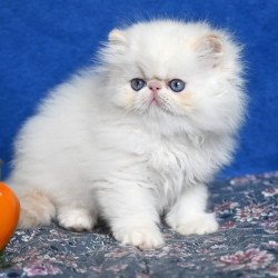 Persian Azur