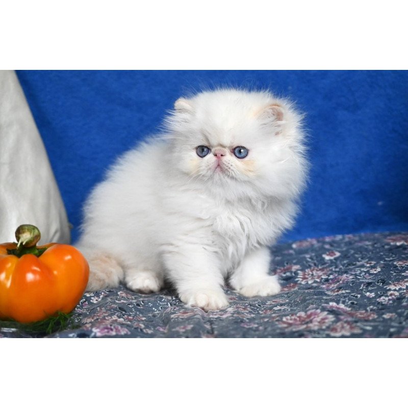Persian Azur