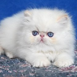 Persian Azur