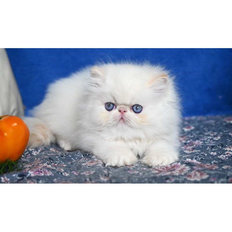Persian Azur