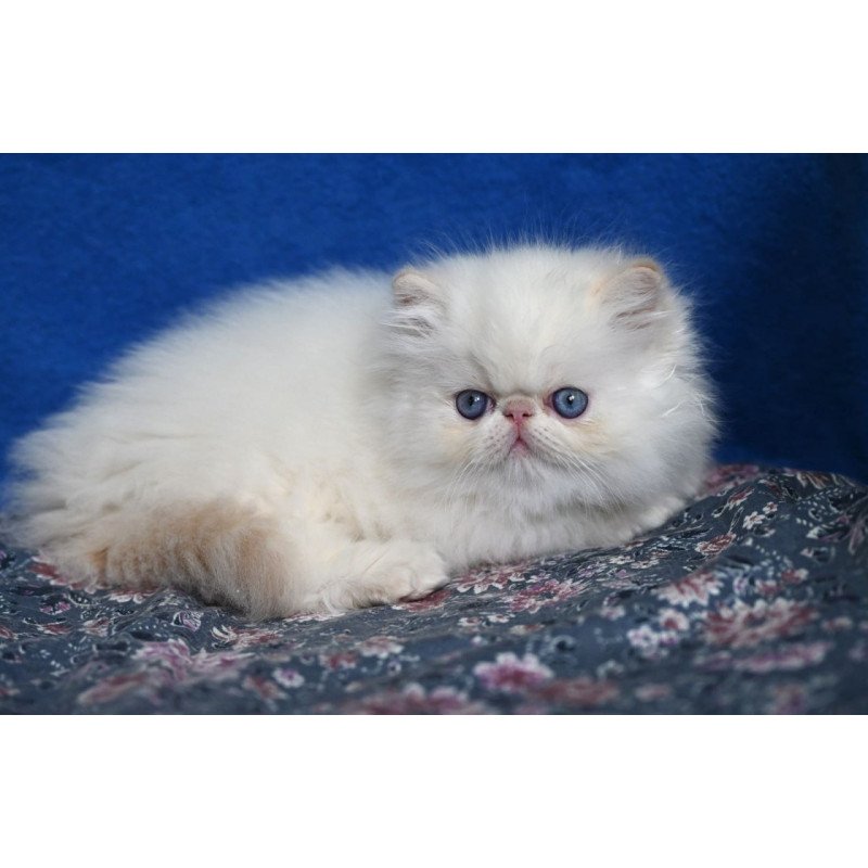 Persian Azur