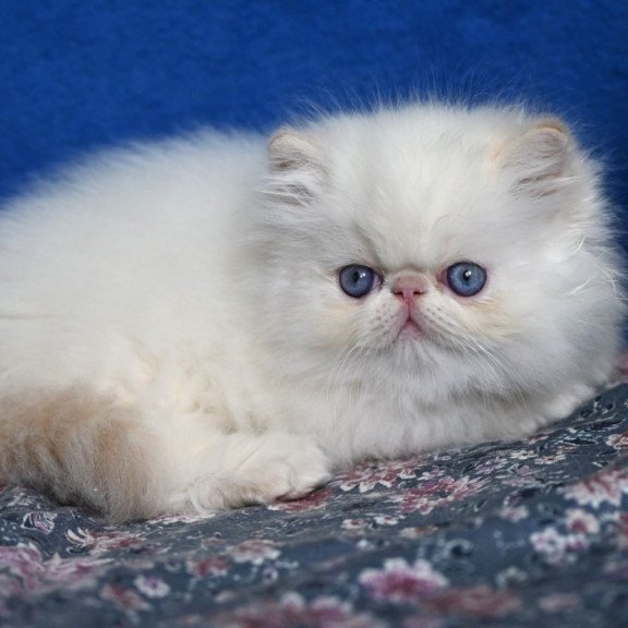 Persian Azur