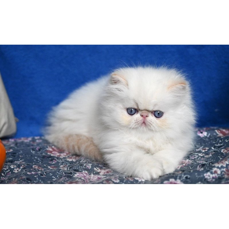 Persian Azur