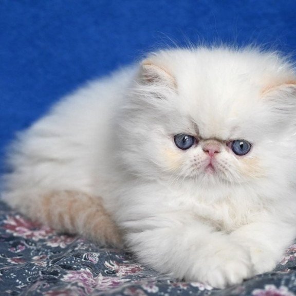 Persian Azur