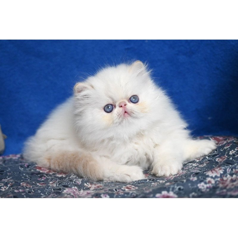 Persian Azur
