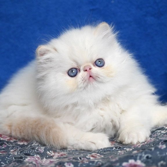 Persian Azur