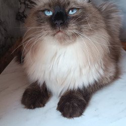 Siberian REZ Faust