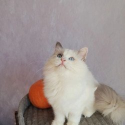 Siberian REZ Laska