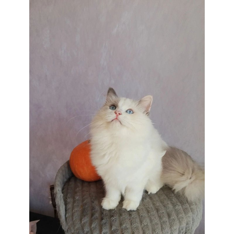 Siberian REZ Laska