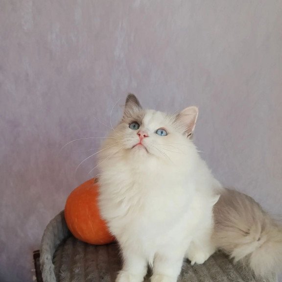 Siberian REZ Laska