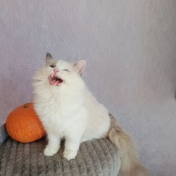 Siberian REZ Laska