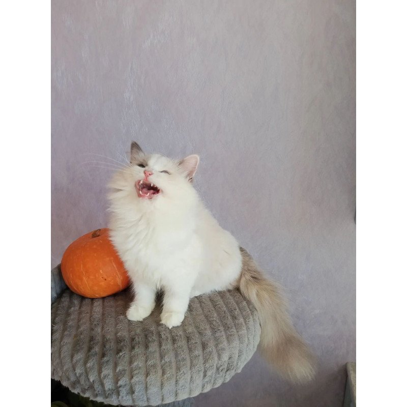 Siberian REZ Laska