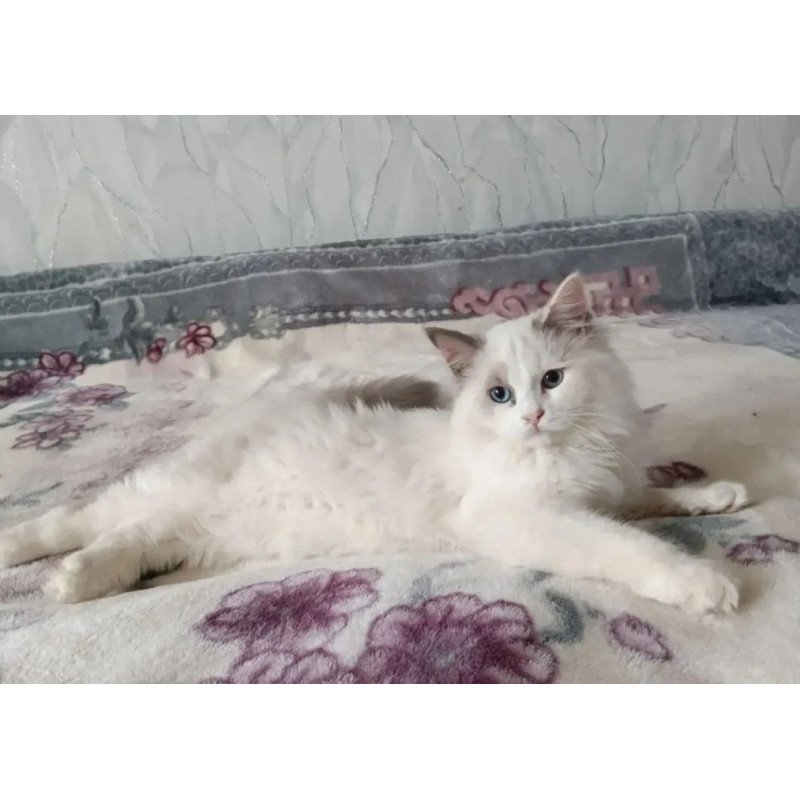 Siberian REZ Laska