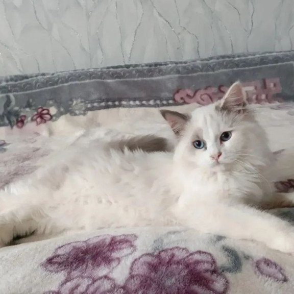 Siberian REZ Laska