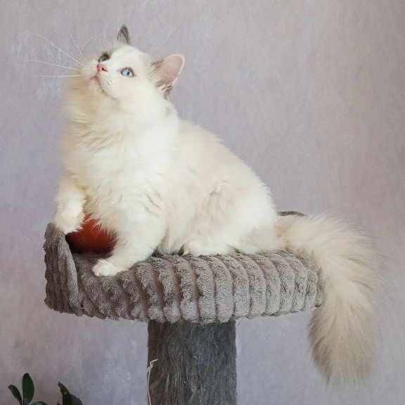 Siberian REZ Laska