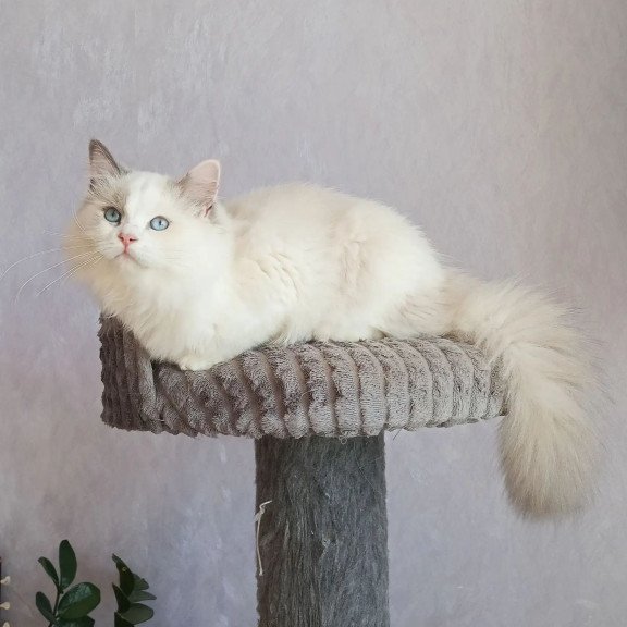 Siberian REZ Laska