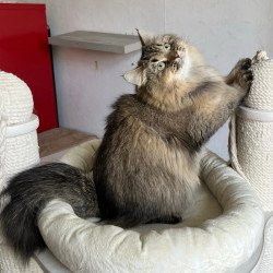 Siberian REZ Velinda