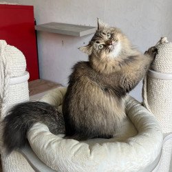 Siberian REZ Velinda