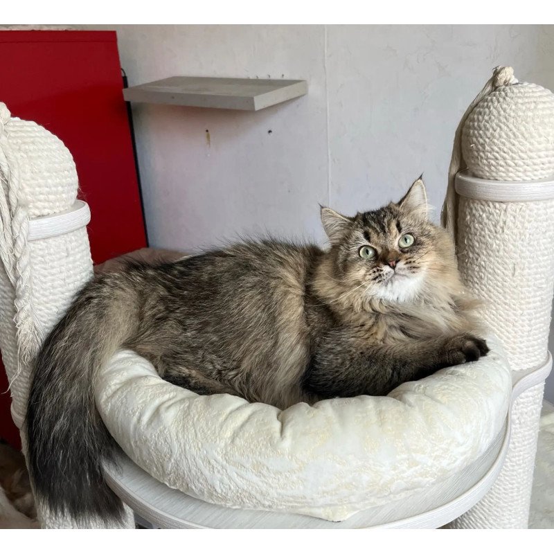 Siberian REZ Velinda
