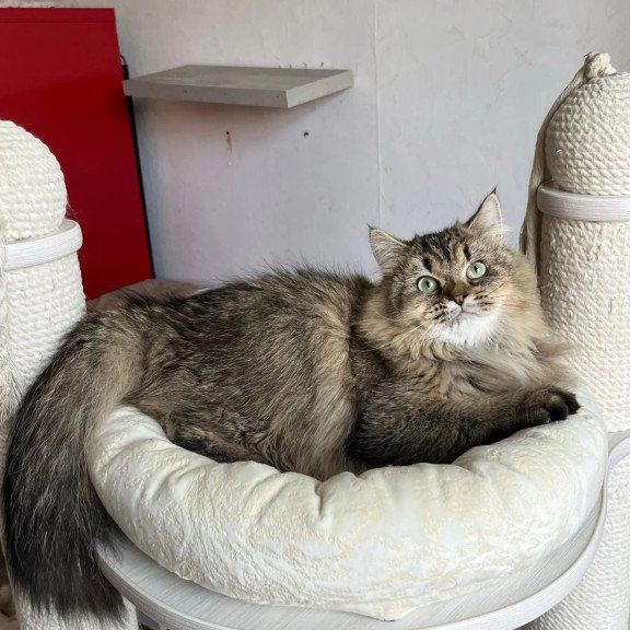 Siberian REZ Velinda