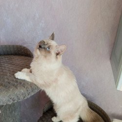 Siberian REZ Liana