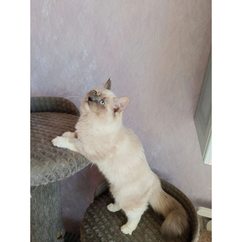 Siberian REZ Liana