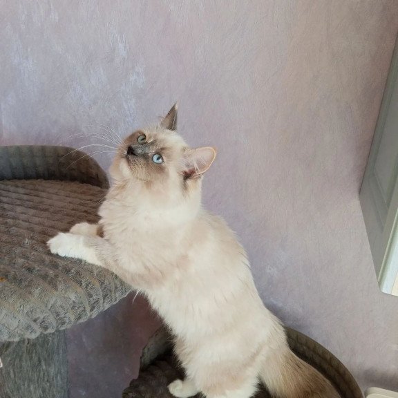 Siberian REZ Liana
