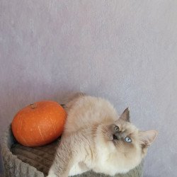 Siberian REZ Liana