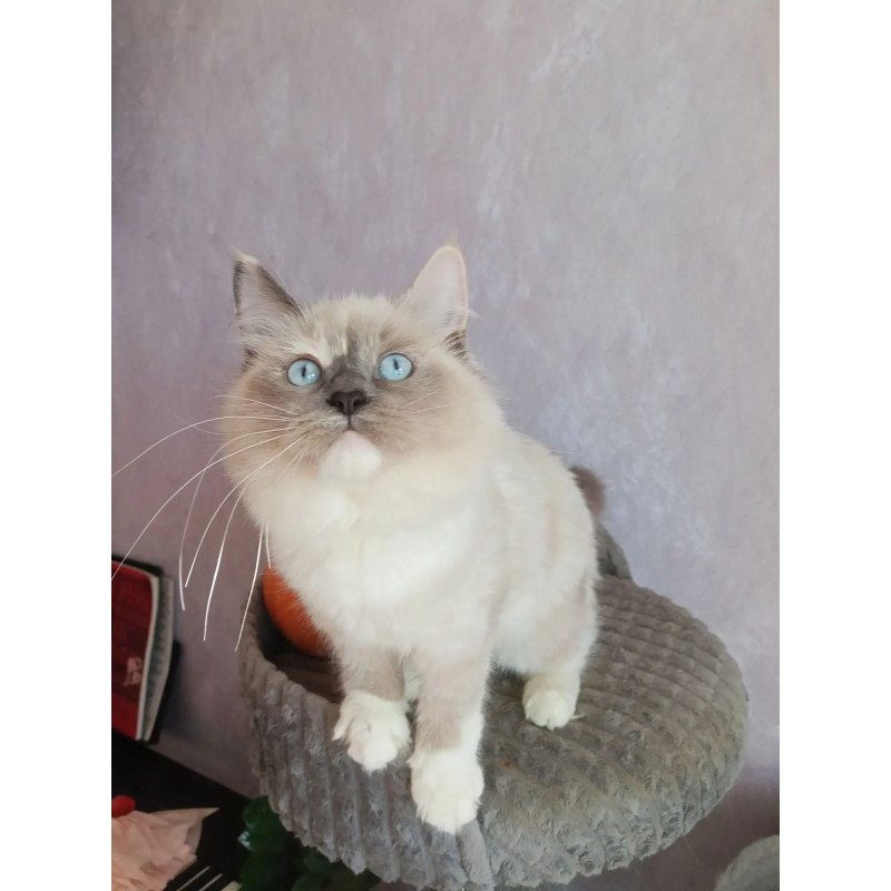 Siberian REZ Liana
