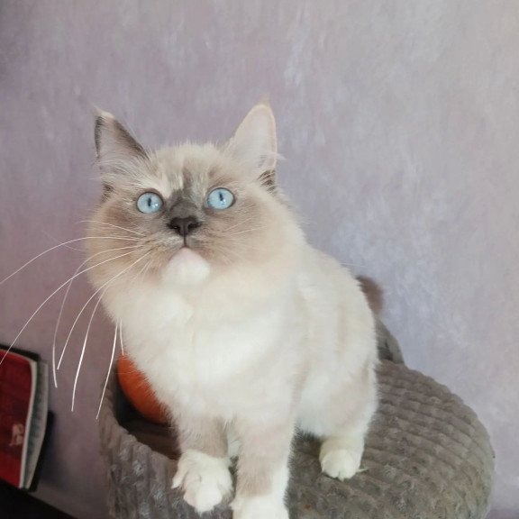 Siberian REZ Liana