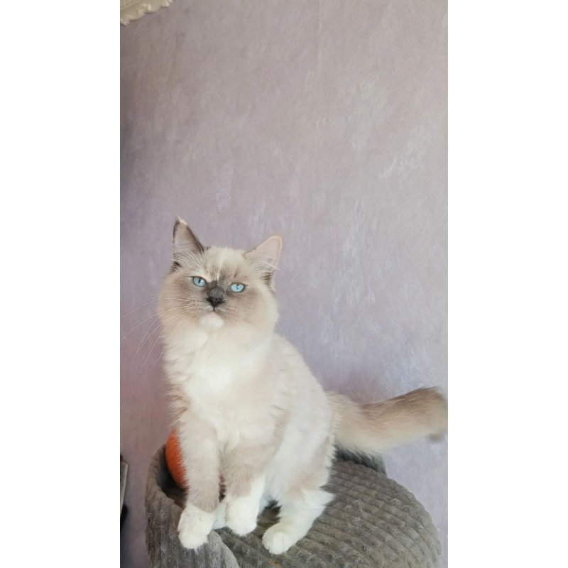 Siberian REZ Liana