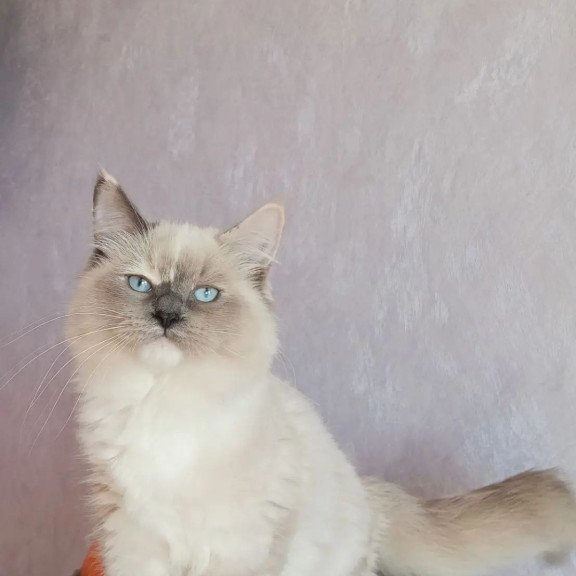 Siberian REZ Liana
