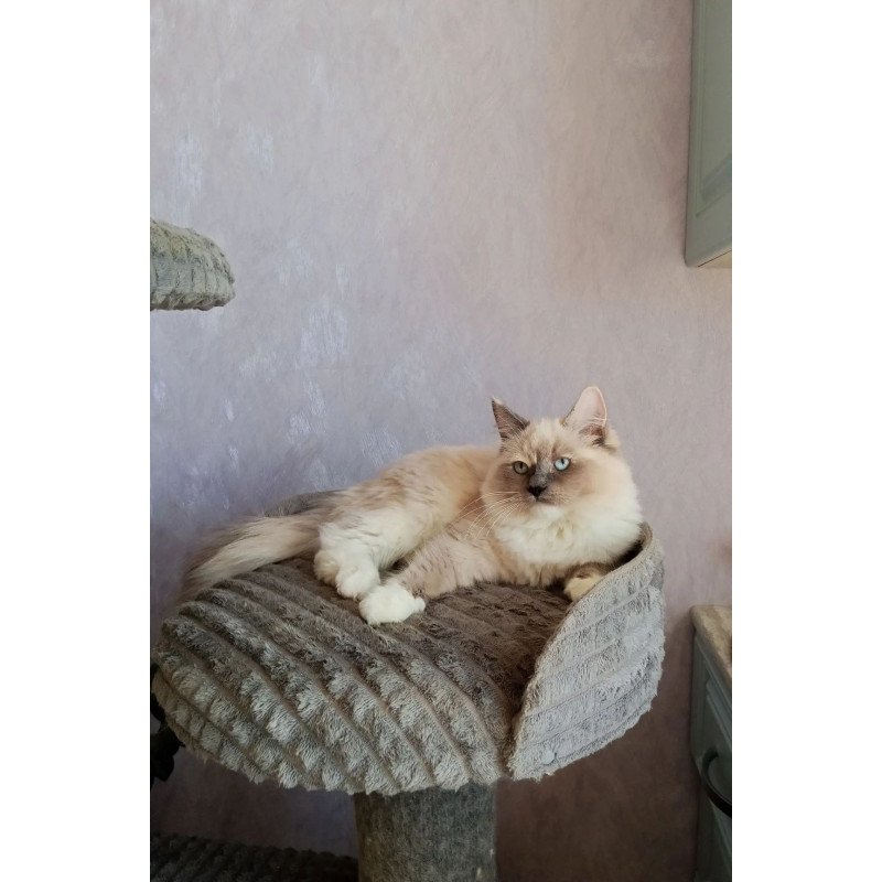 Siberian REZ Liana